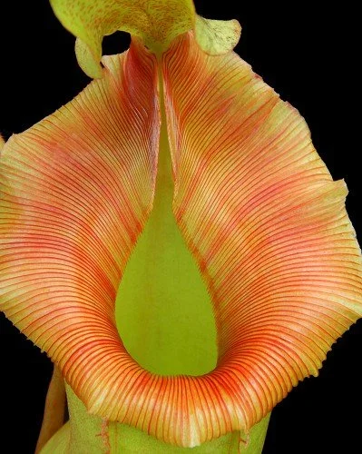 Nepenthes veitchii x ventricosa — Scotland Carnivorous Plants